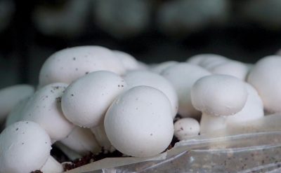 frame_94471_mushrooms