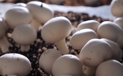 frame_98083_mushrooms